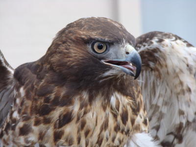 golden eagle