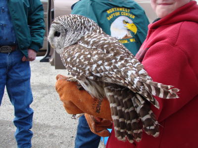 Barred Owl