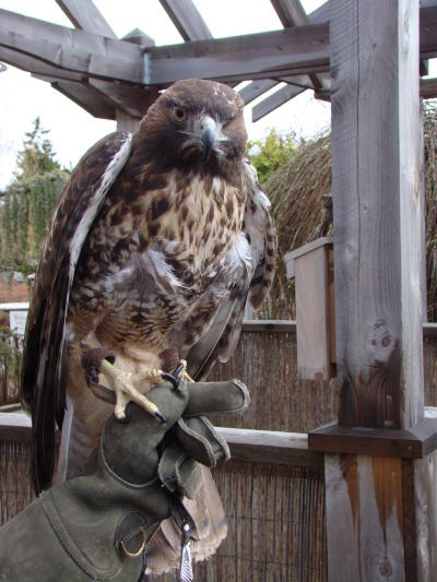 Swainson's Hawk