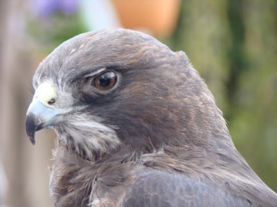 Raptor