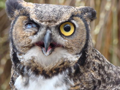 Great Horned Owl