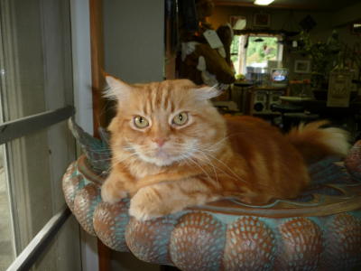 Luther in the birdbath