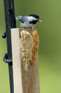 Chickadee on BB Feeder