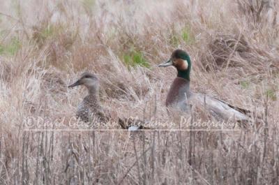 d gluckman hybrid mallard