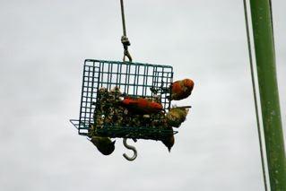 Gwinn Dunn's Red Crossbills