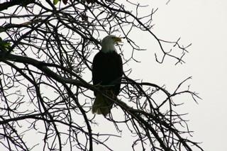 Gwinn Dunn's eagle 