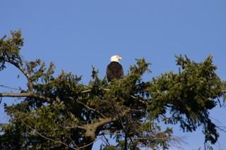 Gwinn Dunn's eagle 