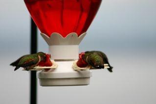 Gwinn Dunn's hummers