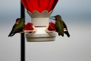 Gwinn Dunn's hummers