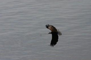 Gwinn Dunn's eagle 