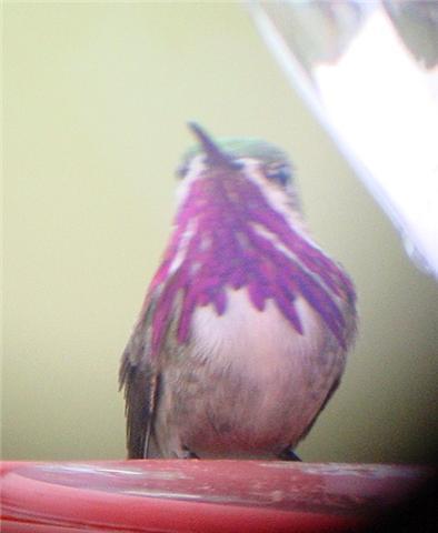 Callopie Hummer 2009