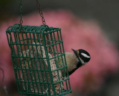 Downy Woodpecker