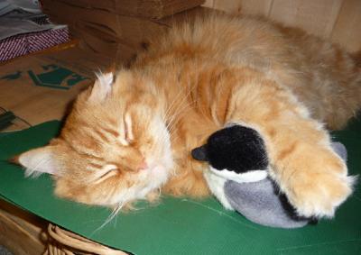 Luther napping with a friend