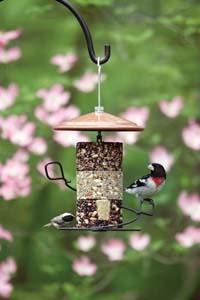 Rose Breasted Grosbeak Cylander Fdr