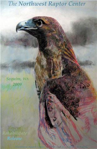 Marty David's red tail hawk