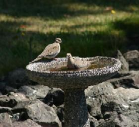 Mourning Doves Bathing in Pt Ludlow