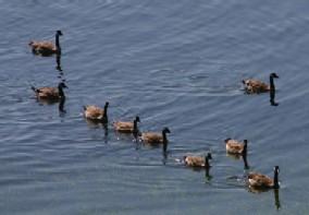 Canada Geese know where to find good food in Pt Ludlow!