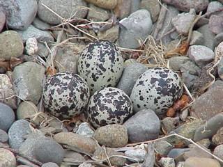Killdeer nest in the rocks at Pt Ludlow