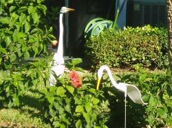 Dancing Bird Egret Dancing Bird Egret