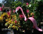 Dancing Bird Flamingo