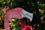 Dancing Bird Flamingo