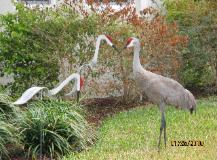 Dancing Bird Sandhill Crane 2 Dancing Bird Sandhill Crane