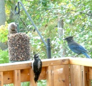 Gwinn Dunn's Red Crossbills