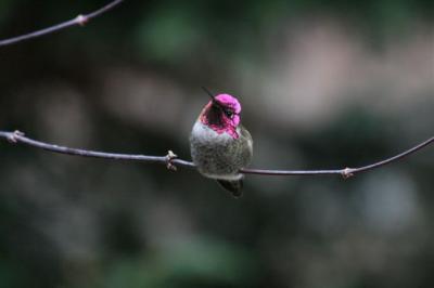 Anna's Hummingbird