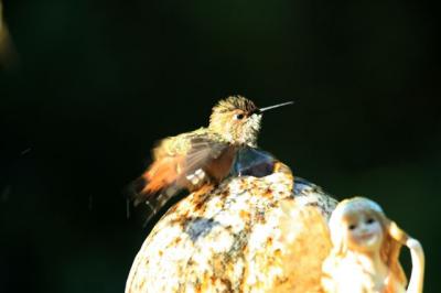 Bromley's Rufous in the Fountain