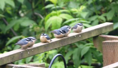 Carey's Baby Red Breasted Nuthatch Family
