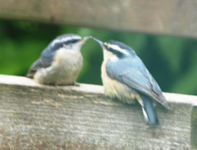 Carey's Baby Red Breasted Nuthatch Family