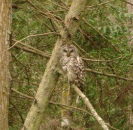 Dennis's Barred Owl