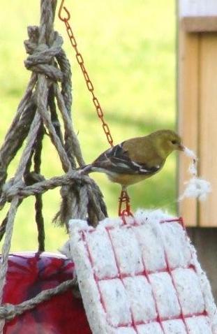 Joannie's Goldfinch