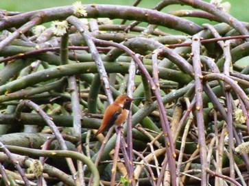 Joannie's Rufous in the Willows