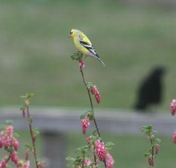 Zook's First Goldfinch of 2010