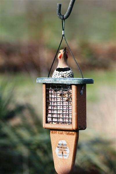 The Zook's Goofy Flicker