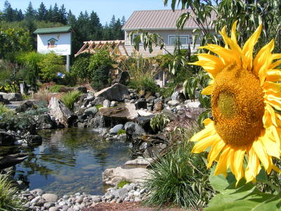 Garden view w/ sunflower