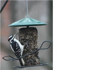 Woodpecker on cylinder feeder