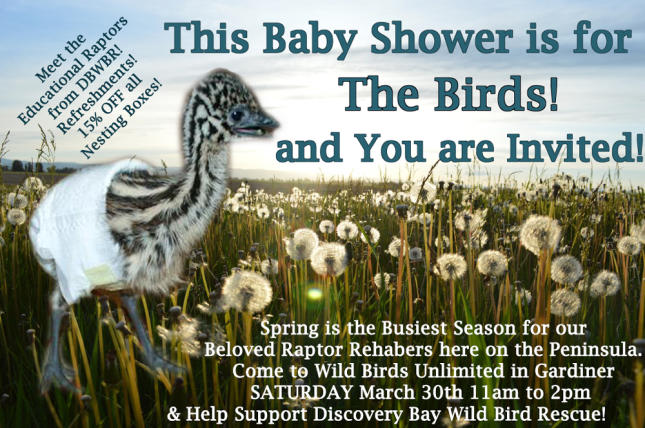 Baby Shower for the Birds 2019