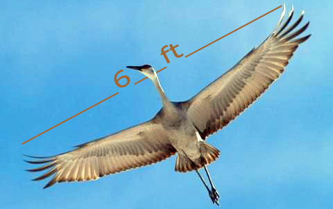 Crane 6ft wingspan